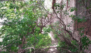 overgrown walkway in need of trimming