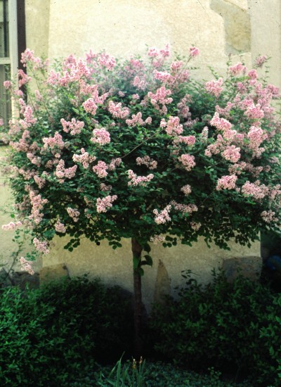 Dwarf Korean Lilac Tree - Syringa meyeri 'Palibin ...