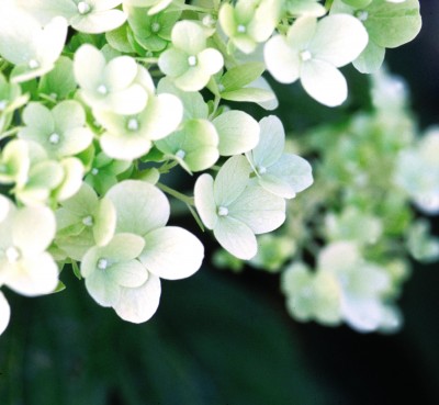 Limelight Hydrangea - Hydrangea paniculata 'Limelight' - Greenwood Nursery